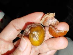 -小宝栗子(西安道店)