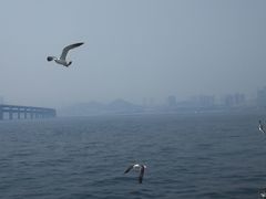 -星海湾跨海大桥