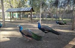 -萌宠亲子动物乐园(槐房万达店)