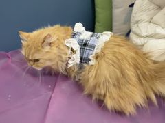 -北京观赏动物医院·24小时大型综合·猫专科·异宠专科