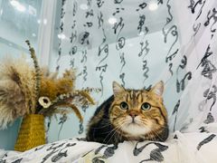-爱洗澡的猫(望京店)
