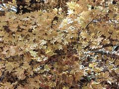 -五女峰国家森林公园