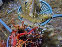 -聚盛源蒸汽海鲜火锅烤肉自助(巨川金海岸购物广场店)