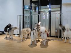 -Husky Go! 哈士奇体验馆·宠物咖啡厅狗咖