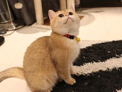 -Pets First伊珊娜洗护·精致美容·家庭式寄养(新会路店)