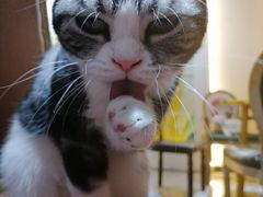 -猫小院猫主题餐厅(南锣旗舰店)