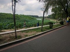 -丁香湖公园