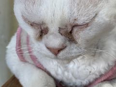 -猫小院猫主题餐厅(南锣旗舰店)