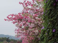 -丹樱生态园