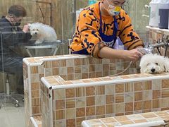 -汪小喵宠物·戴维斯乐芳希施宠馨宝皮毛调理洗护店