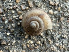 -铁东熏肉大饼铺