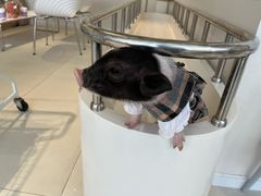 -怪兽屋·羊驼·猫咖·狗咖(俊华广场店)