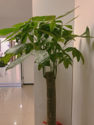 点击看大图 -丰联丽格医疗美容·联合丽格眼整形中心