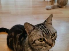 -猫咪派对(江南西店)
