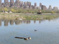 -前关湿地公园