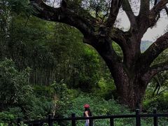 -古堰画乡景区
