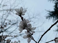 -大连植物园