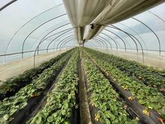 -胜丰草莓采摘园