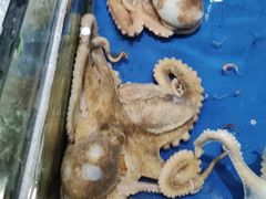 -三亚火车头万人海鲜广场