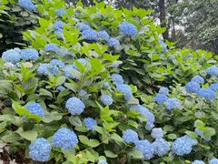 -苍山感通索道