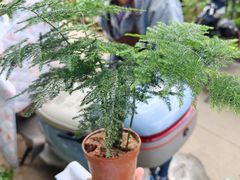 -桂林市花鸟市场