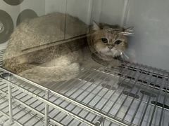 -北京观赏动物医院·24小时大型综合·猫专科·异宠专科