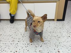 -瑞派康怡24h宠物医院·犬猫医疗中心·微创绝育(瑞景分院)