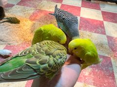 -上海大自然野生昆虫馆(东方明珠·爬宠昆虫探索中心)