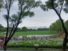 -洪湖生态旅游区