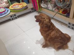 -帕帕拉兹宠物(亚洲旗舰店)