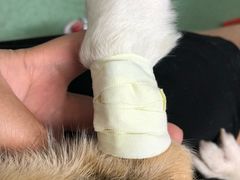 -伟伟宠物医院·CT影像中心·瑞派犬猫综合性门诊(汉口总院)
