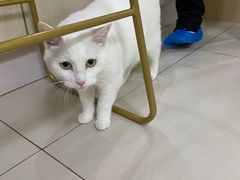 -鼓捣猫呢主题猫咖店