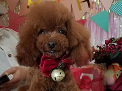 -超宠爱宠物摄影-Super pet