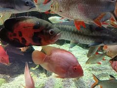 -太平洋海底世界