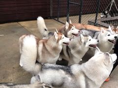 -TrueLove @ Neverland (Husky Cafe)