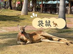 -灵玲国际马戏城