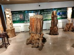 -石家庄市植物园