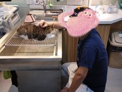 -御宝贝·A梦猫科宠物医院(国际猫友好医院)