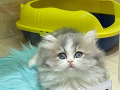 -momokira米努特·德文卷毛猫·棉花面纱犬