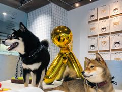 -柴务处·柴犬主题狗咖
