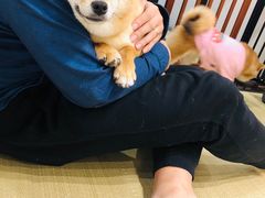 -逗柴咖啡屋·狗咖猫咖宠物桌游