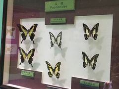 -上海昆虫博物馆