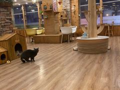 -猫的茶·猫咖