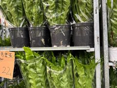 -龙大花卉苗木市场