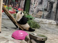 -栾川竹海野生动物园