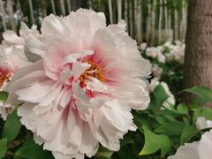 -仁和公园(顺义区)