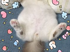 -Bastet sally猫舍购宠(静安店)