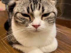 -猫猫幼稚园·撸猫·桌游·电玩