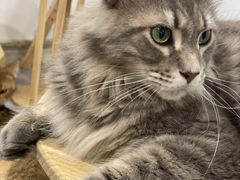 -楼上猫咖(罗湖店)