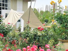 -三圣花乡旅游区